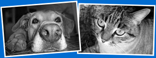 “Paws in the Park” Fundraiser